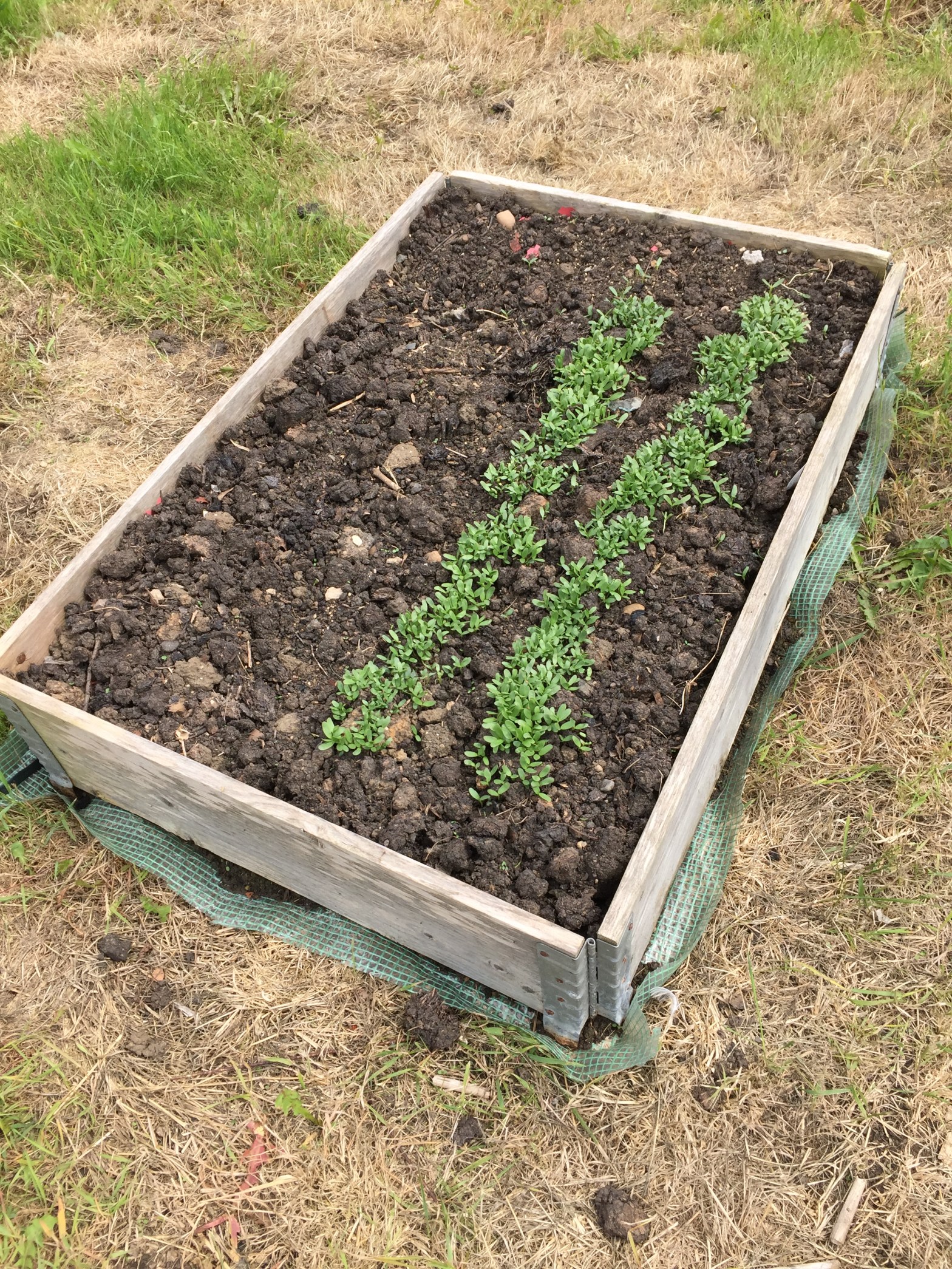 Tomatoes, tomatoes, tomatoes!