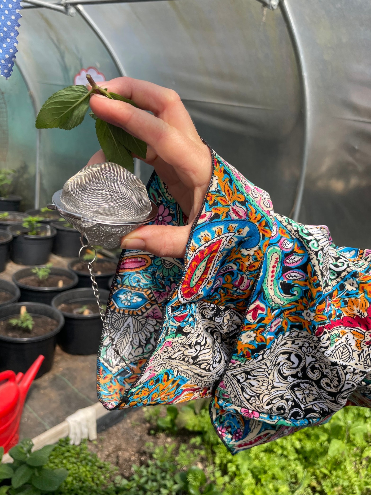 Grow your own&nbsp;tea