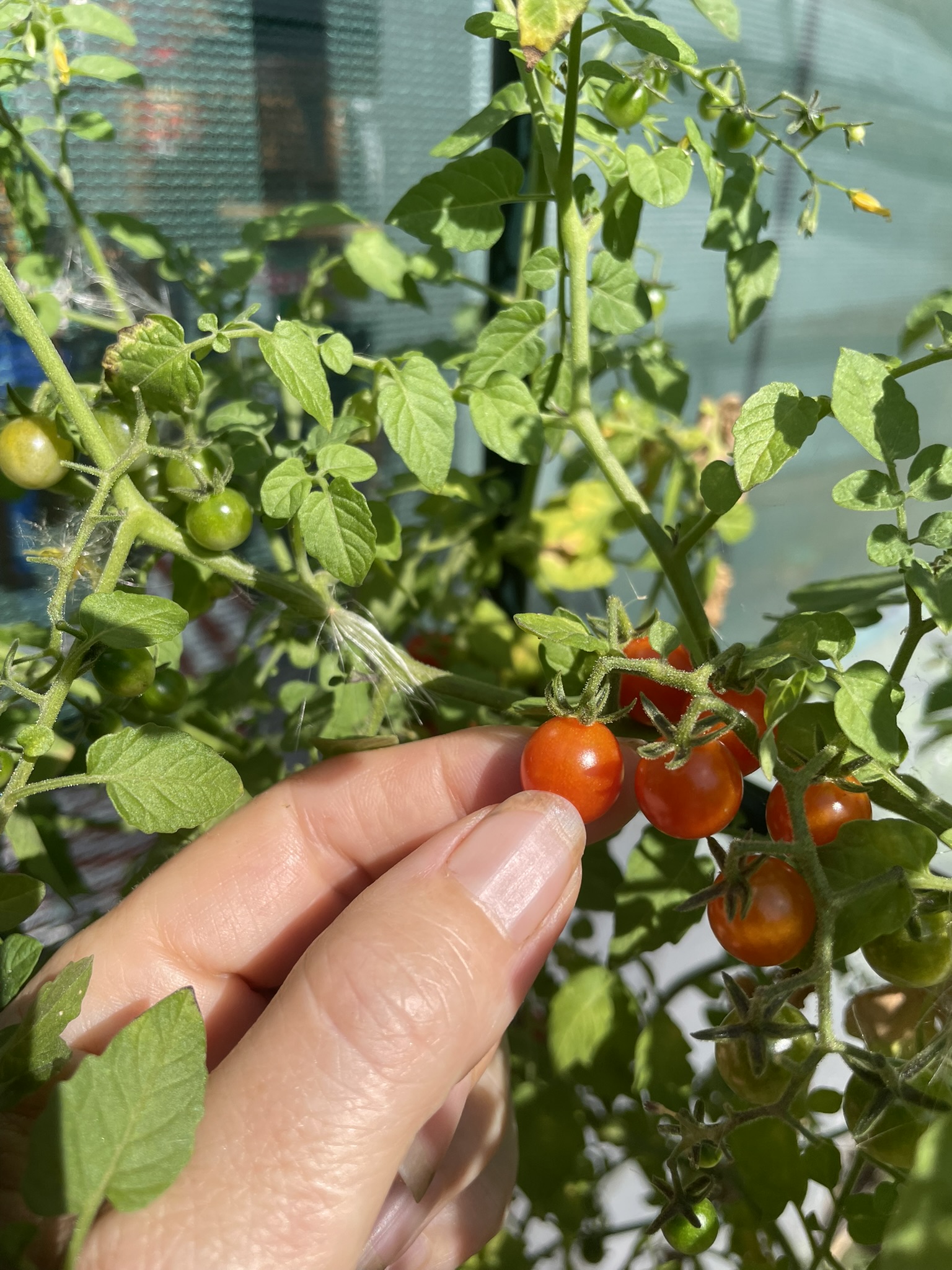 Lets talk tomatoes!