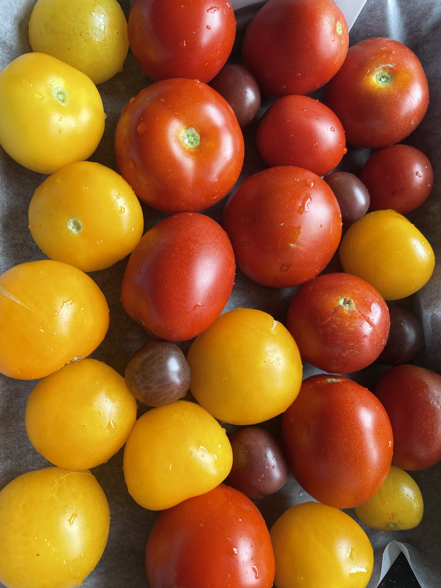 Tomatoes galore