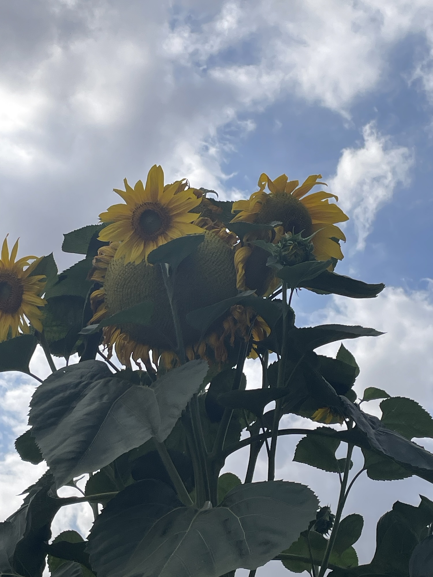 Huge sunflower!